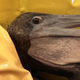 Image for article titled Saving Pelican 895